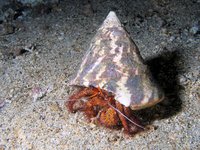 White-spotted hermit crab