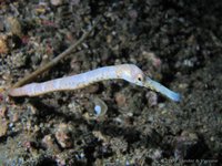 Tailless pipefish
