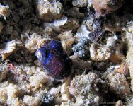 Bobtail squid