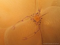 Bubble coral shrimp