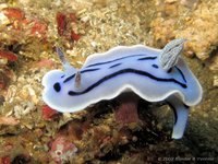 Loch's chromodoris