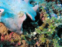 Ornate pipefish