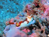 Nembrotha rutilans