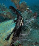 Humpback batfish