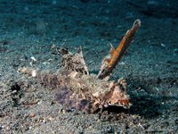Orange-black dragonet