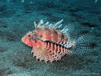 Shortfin lionfish