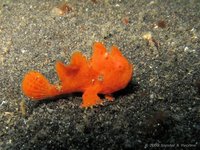 Spotted frogfish