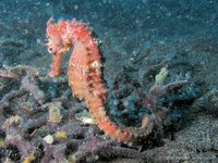 Crowned seahorse