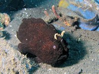 Striated frogfish