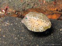 Shortnose boxfish