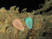 Glassy tunicate