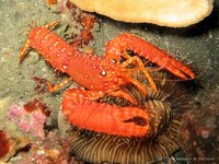 Red reef lobster