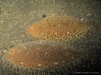 Carpet sole