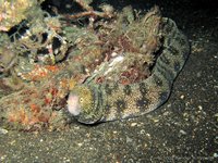 Starry moray