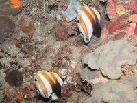 Two-eyed coralfish