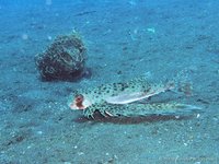 Flying gurnard