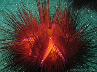 Red sea urchin