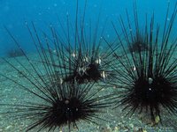Banggai cardinalfish