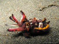 Flamboyant cuttlefish
