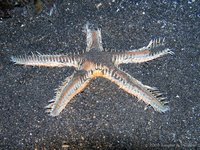 Comb star