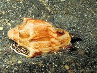 Bat volute