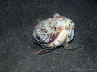 Starry night octopus