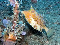 Thornback cowfish