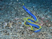 Ribbon eel