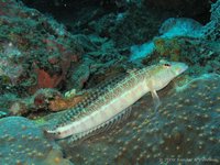 Yellowbar sandperch