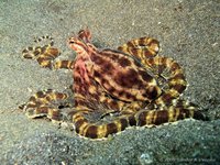 Mimic octopus