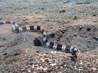 Ringed snake eel