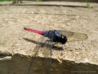 Crimson marsh glider