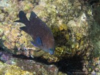 Hemiglyphidodon plagiometopon