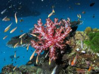 Translucent soft coral