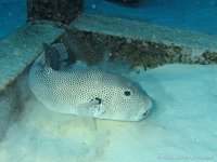 Giant puffer