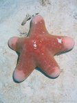 Cushion star