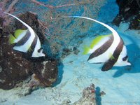 Pennant coralfish