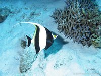 Moorish idol
