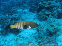 Peacock grouper