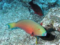 Vrouwelijke Indische bultkop