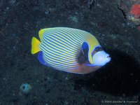 Emperor angelfish