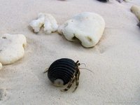 Heremietkreeft