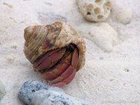 Hermit crab