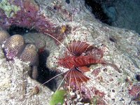 Spotfin lionfish