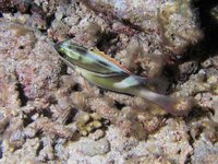 Sjerpen pseudosnapper