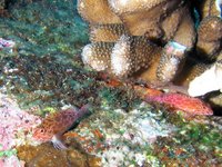 Spotted hawkfish