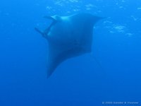 Mantarog