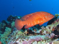 Coral hind