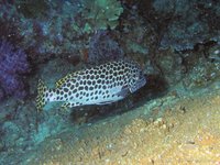 Andaman diklipvis