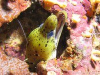 Yellowhead moray